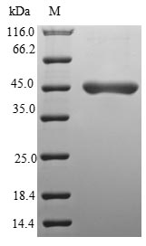 CSB-EP850248HU