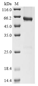 CSB-EP850816HU