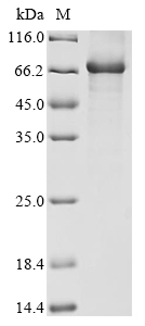 CSB-EP857866HU