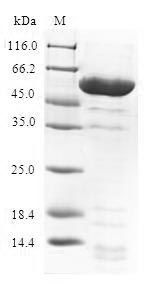 CSB-EP859937HU