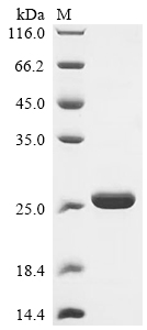 CSB-EP865173HU