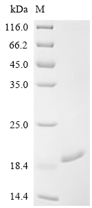 CSB-EP874843HU1a0