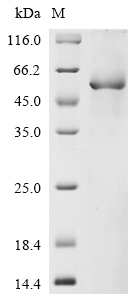 CSB-EP881014HU1