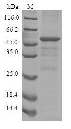 CSB-EP885721HU