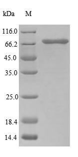 CSB-EP887116HU