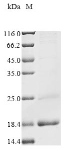 CSB-EP890667HU1