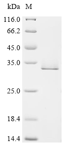 CSB-EP896902HU2