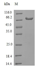 CSB-EP897497HU