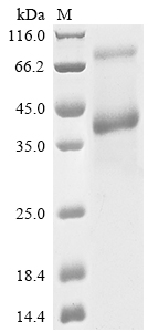 CSB-MP004943HU