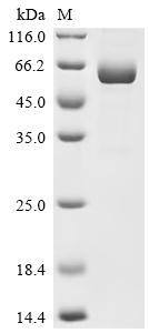 CSB-MP004955HU1