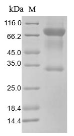CSB-MP004959HU1