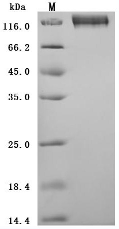 CSB-MP005165HU
