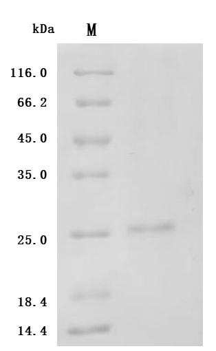 CSB-MP005511HU1-D