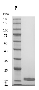 CSB-MP008631HU-WD