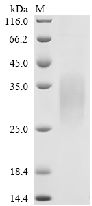 CSB-MP009514MO1