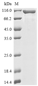 CSB-MP010144HU