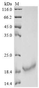 CSB-MP011580HUc7