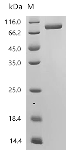 CSB-MP011622HU1