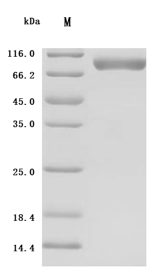 CSB-MP011624HU1