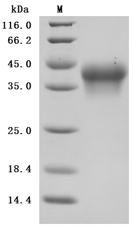 CSB-MP011649HU3