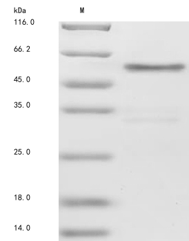 CSB-MP011927HUh6