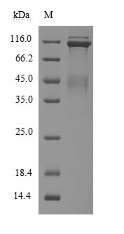 CSB-MP013714HU