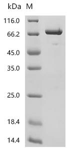 CSB-MP014666HU1