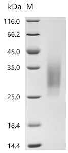 CSB-MP018988HU