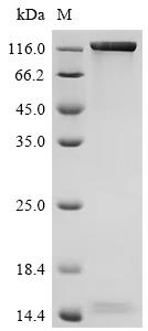 CSB-MP019051HU(A4)