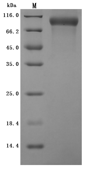 CSB-MP019093HU(M) SDS