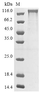 CSB-MP020978HU