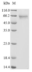 CSB-MP021079HU(M4) SDS