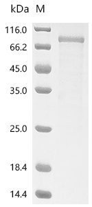CSB-MP021338HU