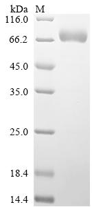 CSB-MP021845HU