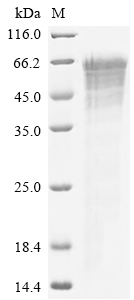 CSB-MP022603HU(F5)