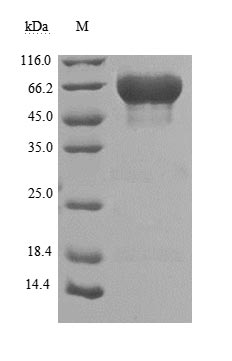 CSB-MP023072HU1