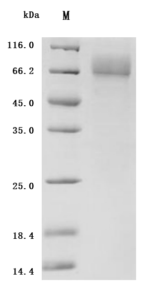 CSB-MP023509HU(A4)