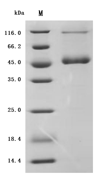 CSB-MP023989HU