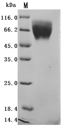 CSB-MP024093HUb0
