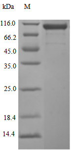 CSB-MP613267HU