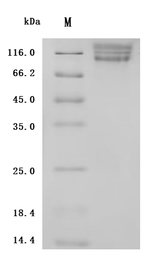 CSB-MP6145HU