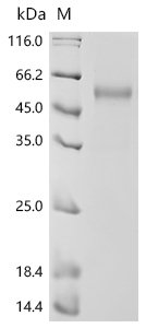 CSB-MP615672HU