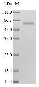 CSB-MP618635HU