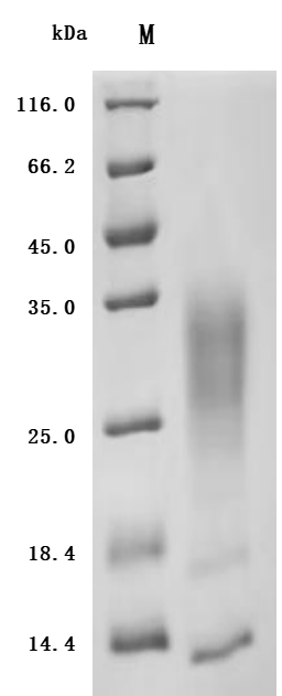 CSB-MP6408HU