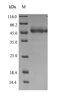 CSB-MP675446HU