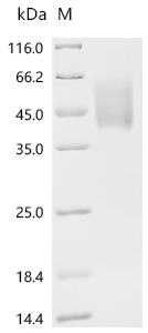 CSB-MP737873HU-B