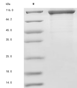 CSB-MP853494HU