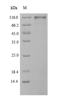 CSB-MP866317HU-B SDS