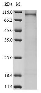 CSB-MP885719HU
