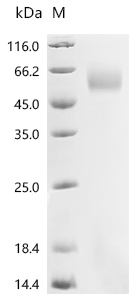 CSB-MP891555HU1